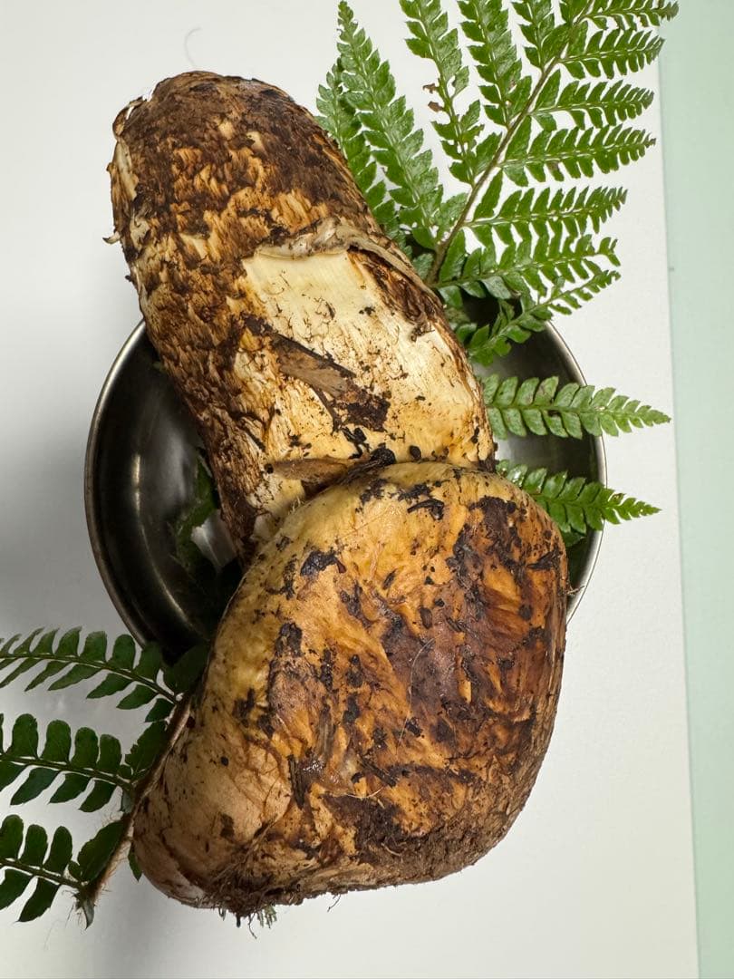 11月３日 朝どれ！能登産松茸！土付き！