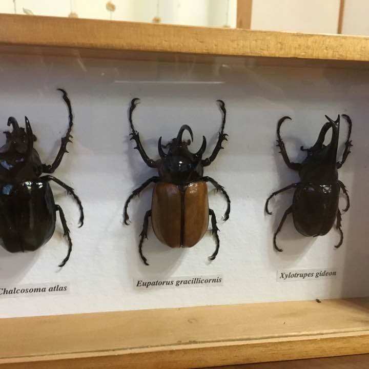 甲虫、標本