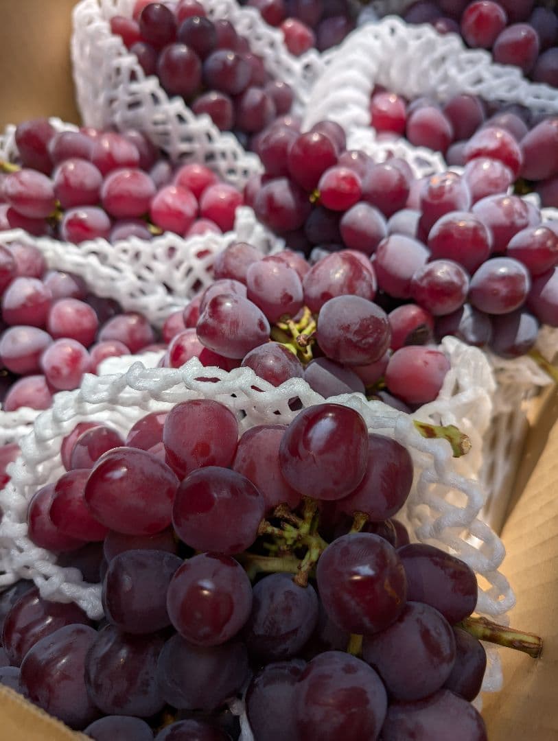 山梨県産ぶどう　富士の輝　ブラックシャインマスカット10房入り箱込み約5.5kg