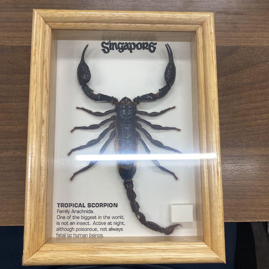 蠍の剥製
