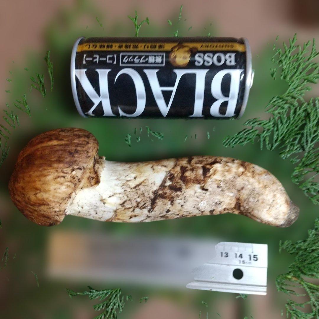 岩手県産 松茸 1-1