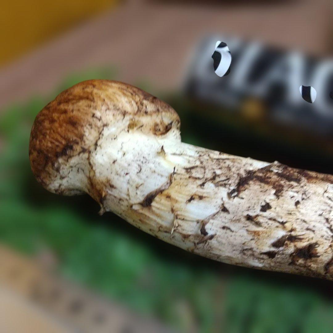 岩手県産 松茸 1-1