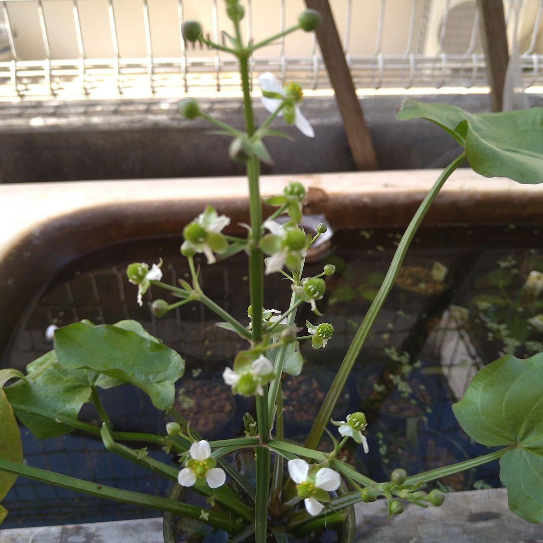エキノドルスspリオ　イプサバ　水上葉　大株　シュートあり
