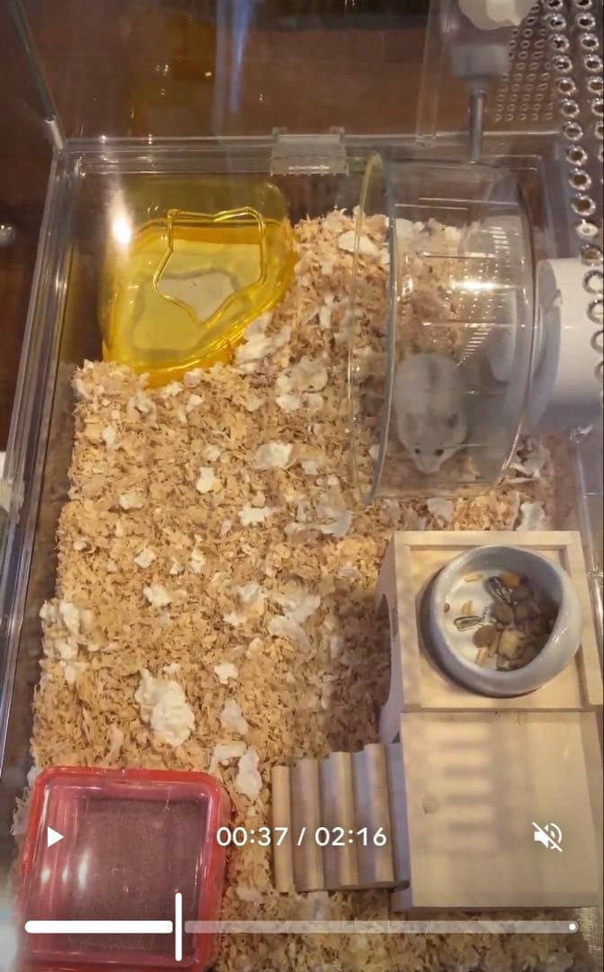 ハムスター 透明ケージ トンネルなど7点セット