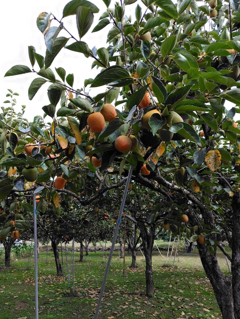 シュナゥザーさん専用　甲州百目柿　20キロ