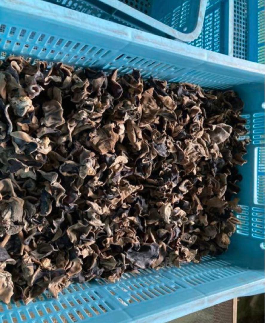 乾燥きくらげ 10kg