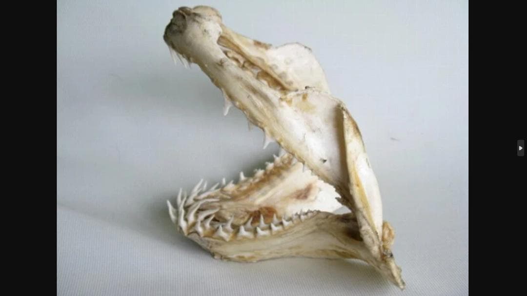 希少！美型【大アオザメ顎骨 横28cm】 サメ 鮫 歯 牙 顎 骨格 標本 剥製
