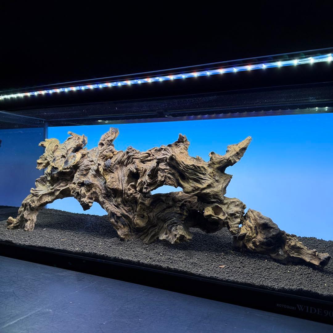 MJW-7213 「特大」ジンジャーウッド　90cm水槽用　天然流木3本セット