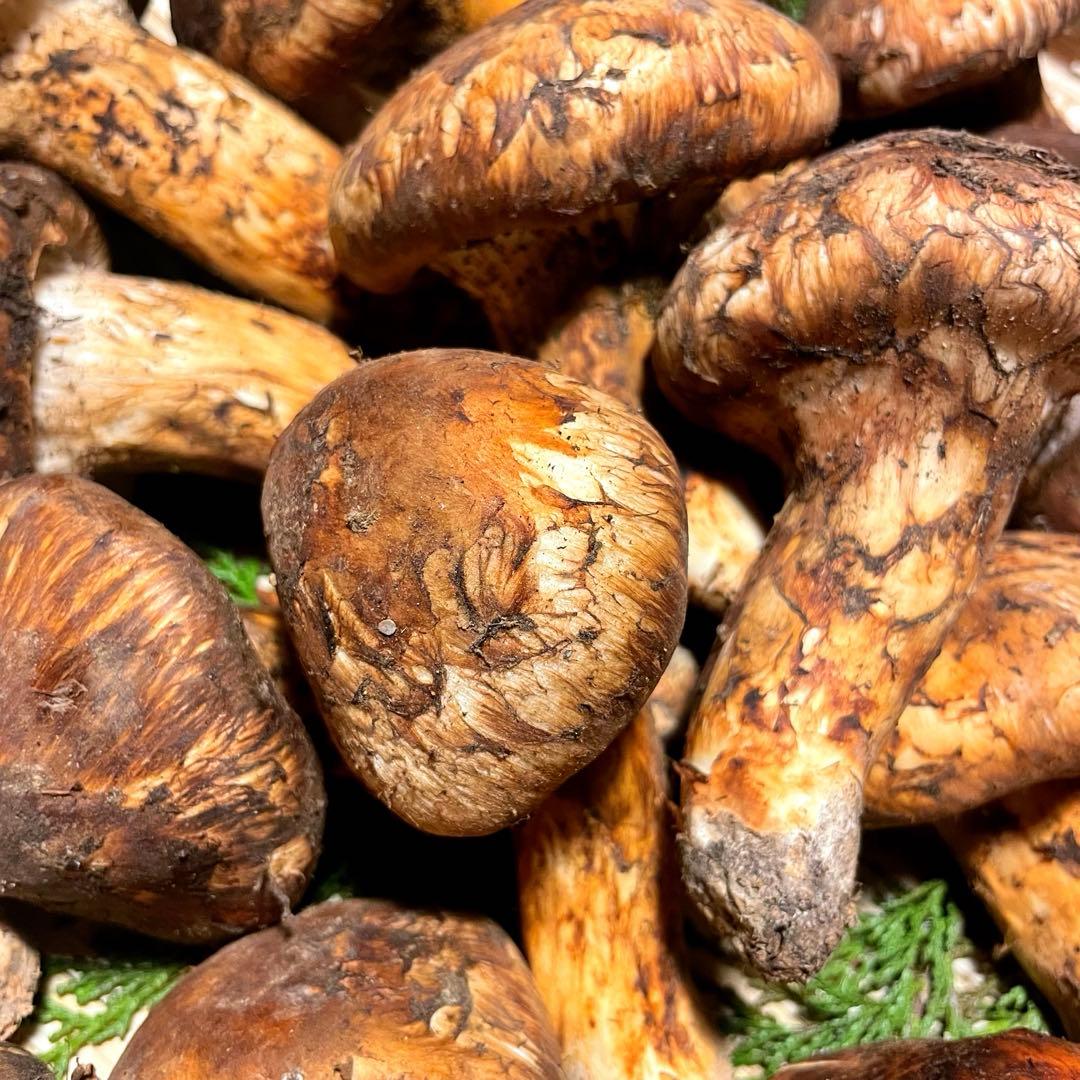 松茸　国産　山梨県　500gセット