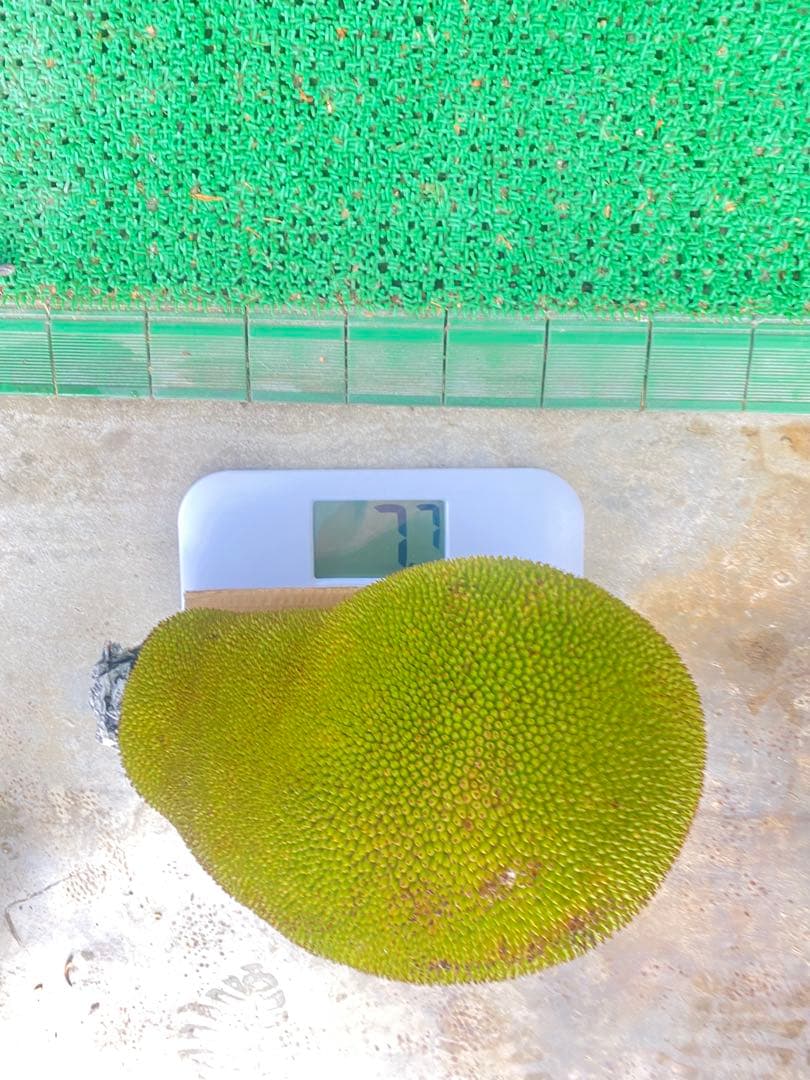 石垣島産 パラミツ ジャックフルーツ 7.7kg