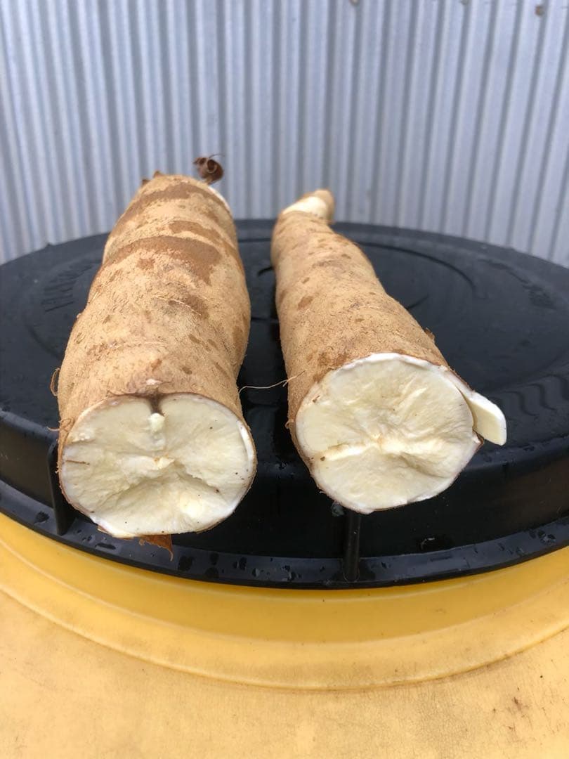 徳之島産キャッサバ生芋イエロー20キロ入り