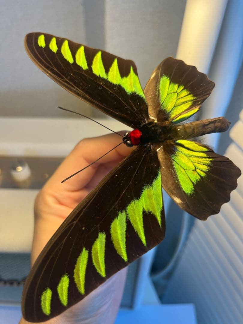 【極美個体】 アカエリトリバネアゲハ 外国産蝶標本 標本 蝶 メガネトリバネ