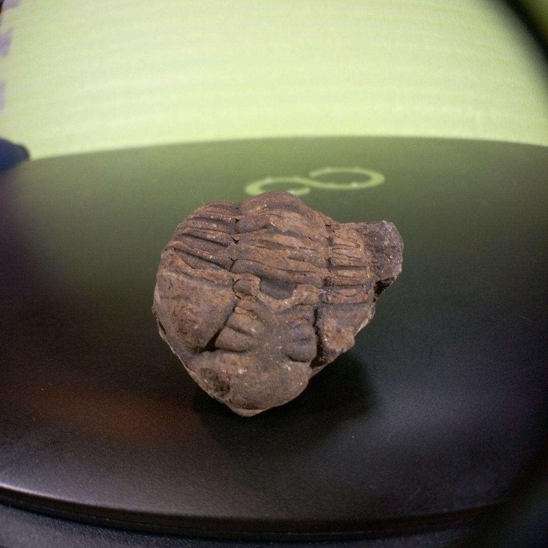 三葉虫　化石　ボリビア産　南アメリカ　trilobite　Bolivia三葉虫②