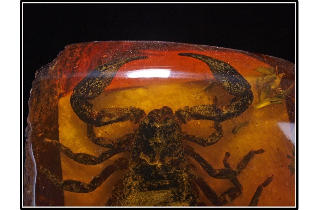 旧家初心だし　中国時代の化石　天然琥珀サソリ※骨董品 DE1663D4-2