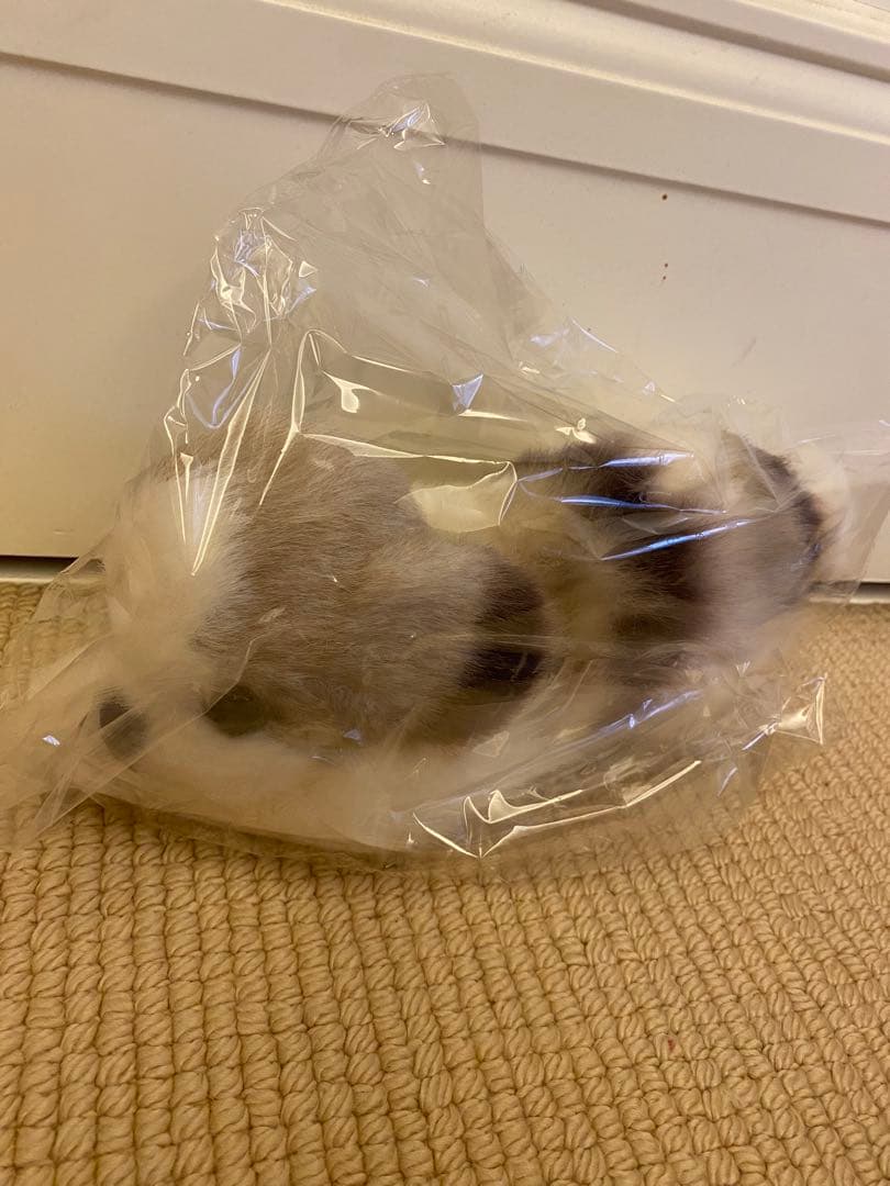 四季オリジナル　シーズー　ぬいぐるみ　新品