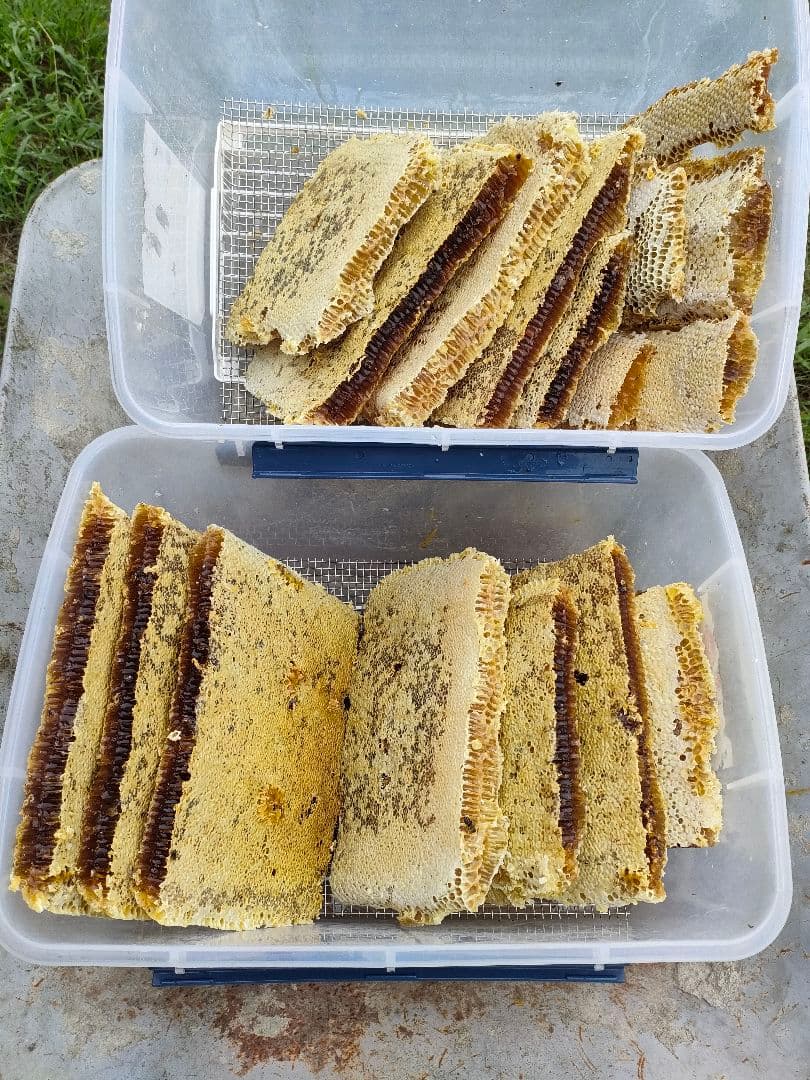 tache　価格25%OFF 日本ミツバチの巣蜜