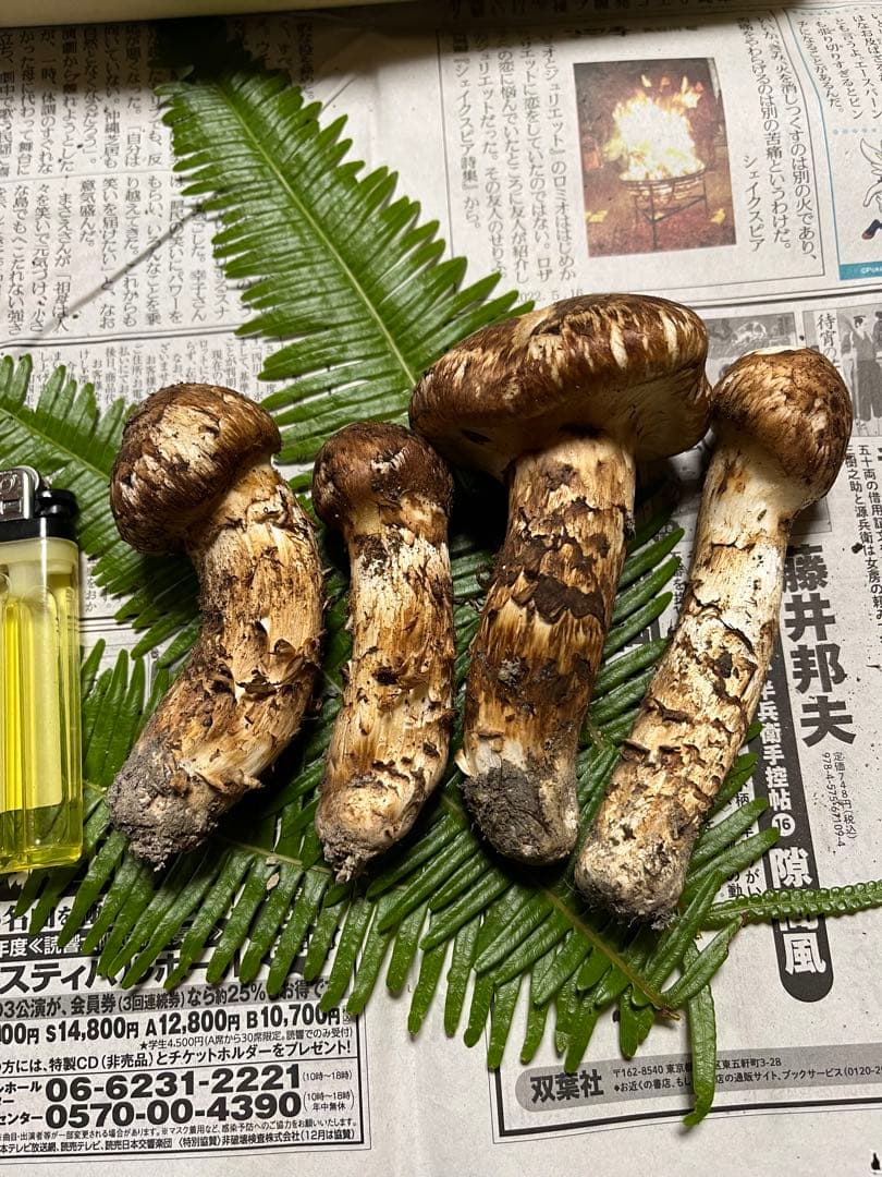 【大阪泉州産】天然松茸 採れたて「ちょっとブサイクちゃん」4本120g国産