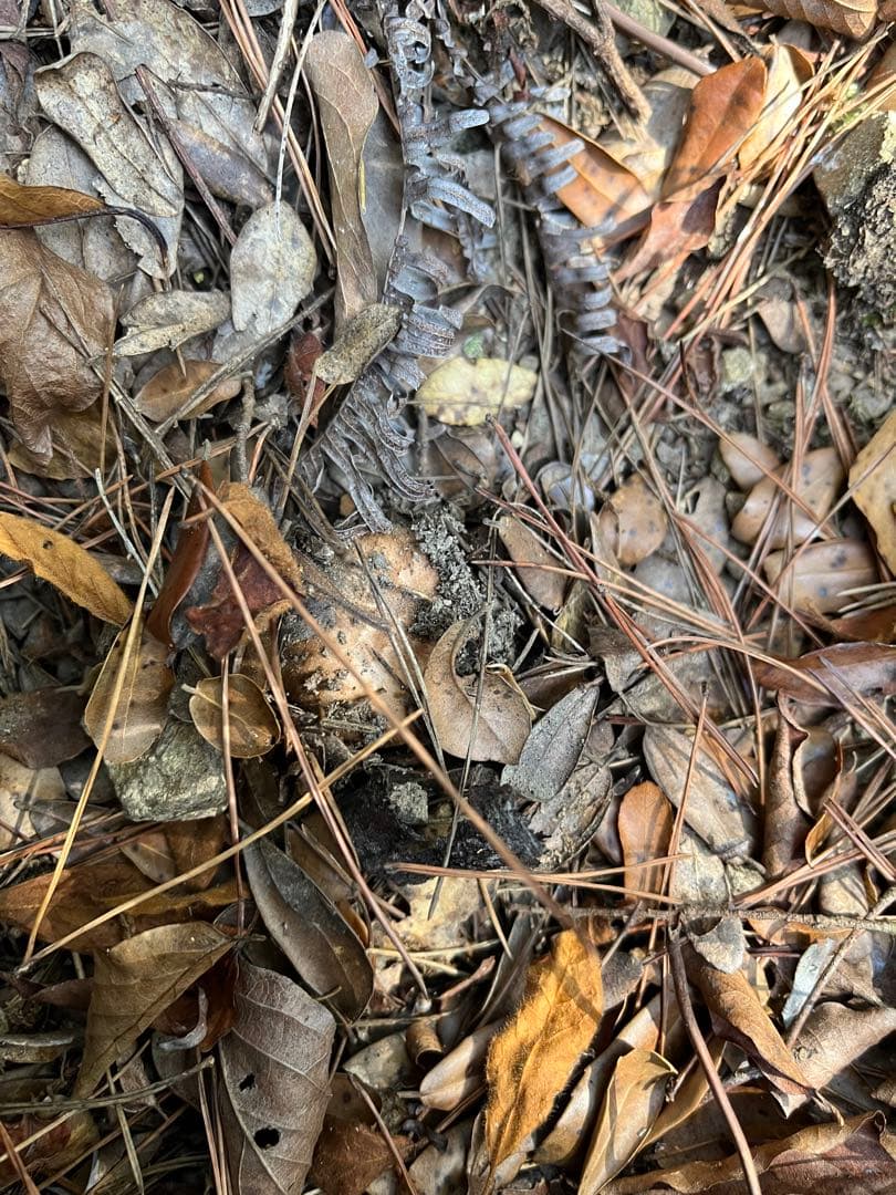 【大阪泉州産】天然松茸 採れたて「ちょっとブサイクちゃん」4本120g国産