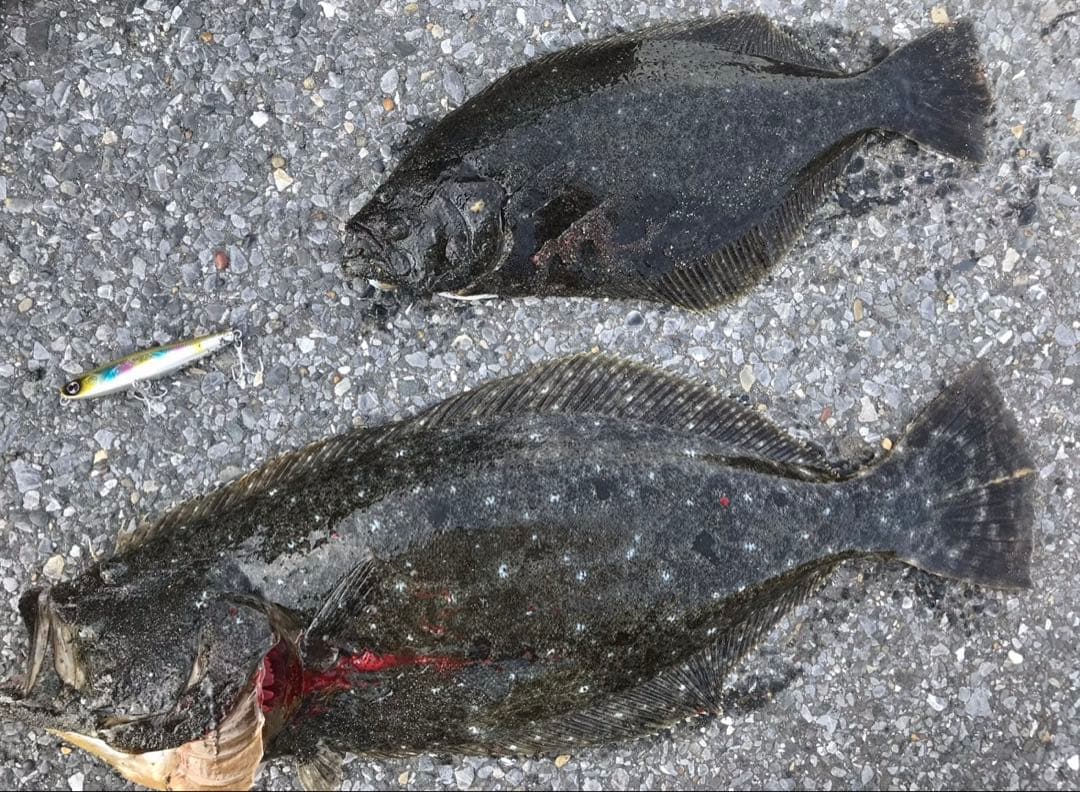 サーフヒラメ　ルアーセット