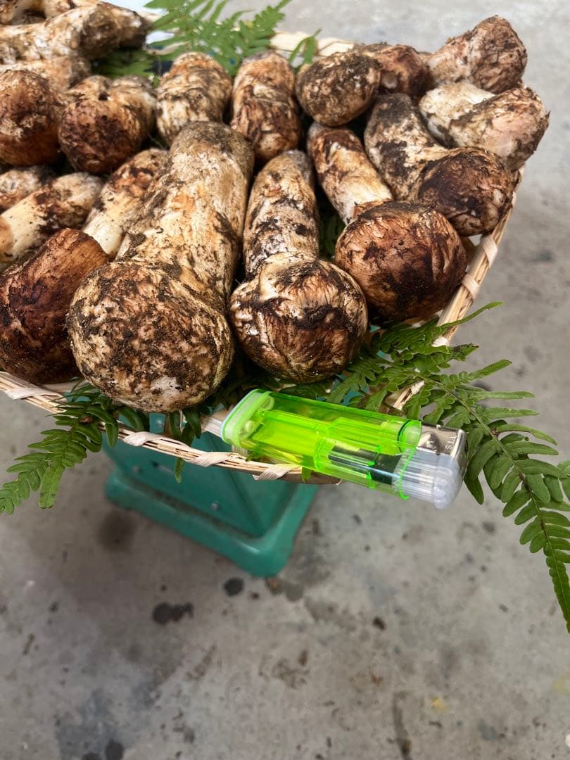 信州産　蕾松茸　約800g 10/27日　朝採取