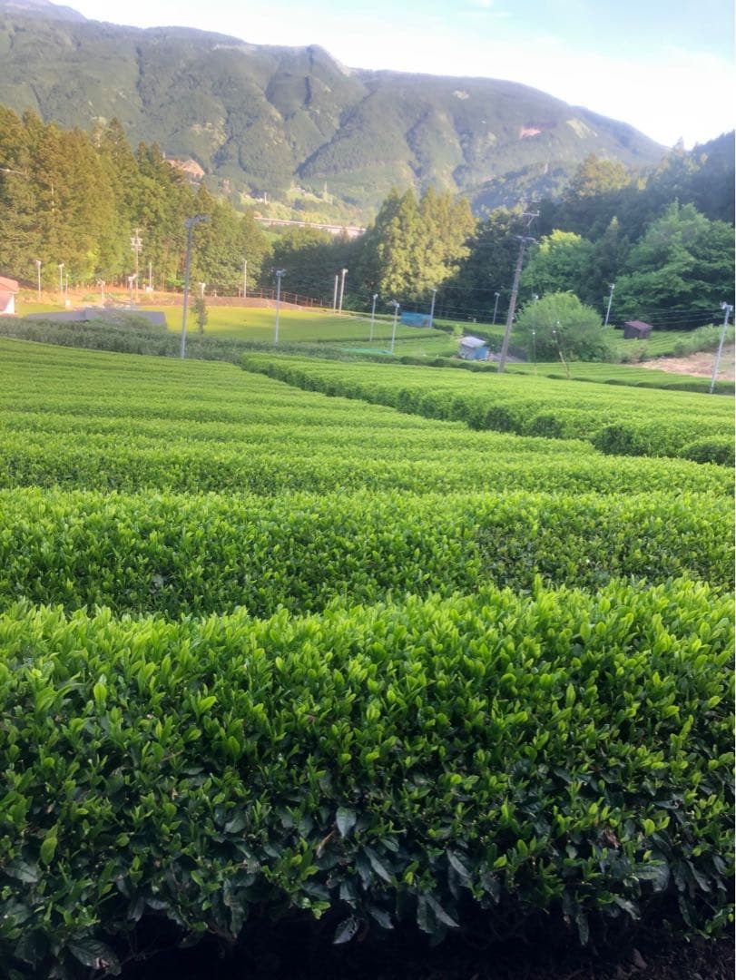 静岡川根茶 上煎茶 低農薬 茶農家 特別価格送料無料