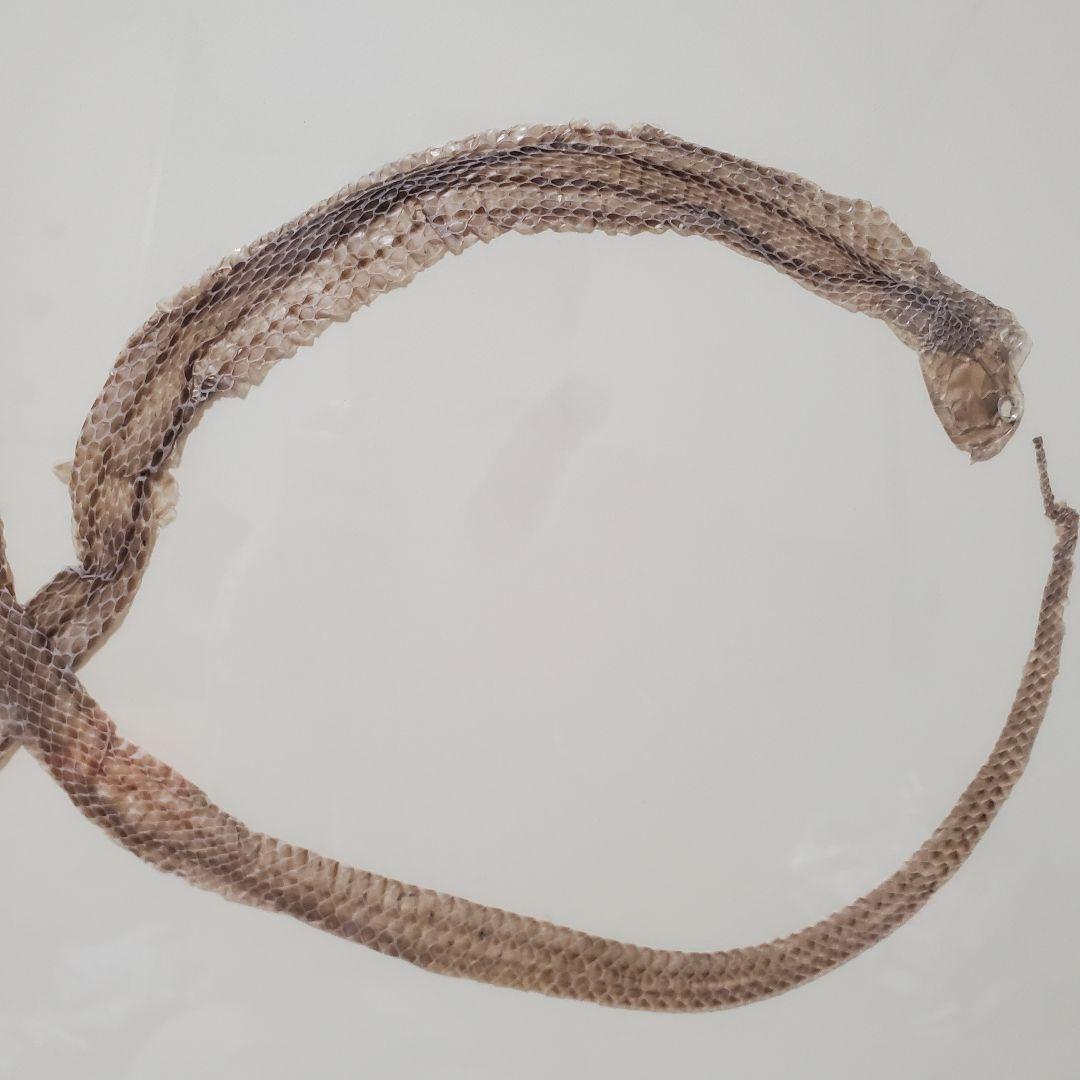 縁起物！額入り∞蛇のぬけがら　金運　幸運　シマヘビ　爬虫類
