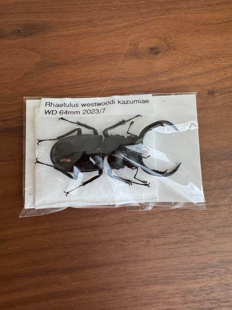 わ*木様 ウエストウッディオオシカクワガタ　標本