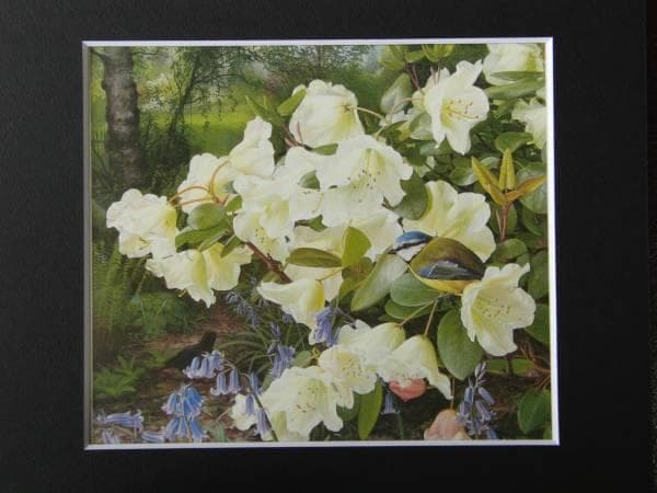 Raymond Booth、Rhododendron'Cowslip'