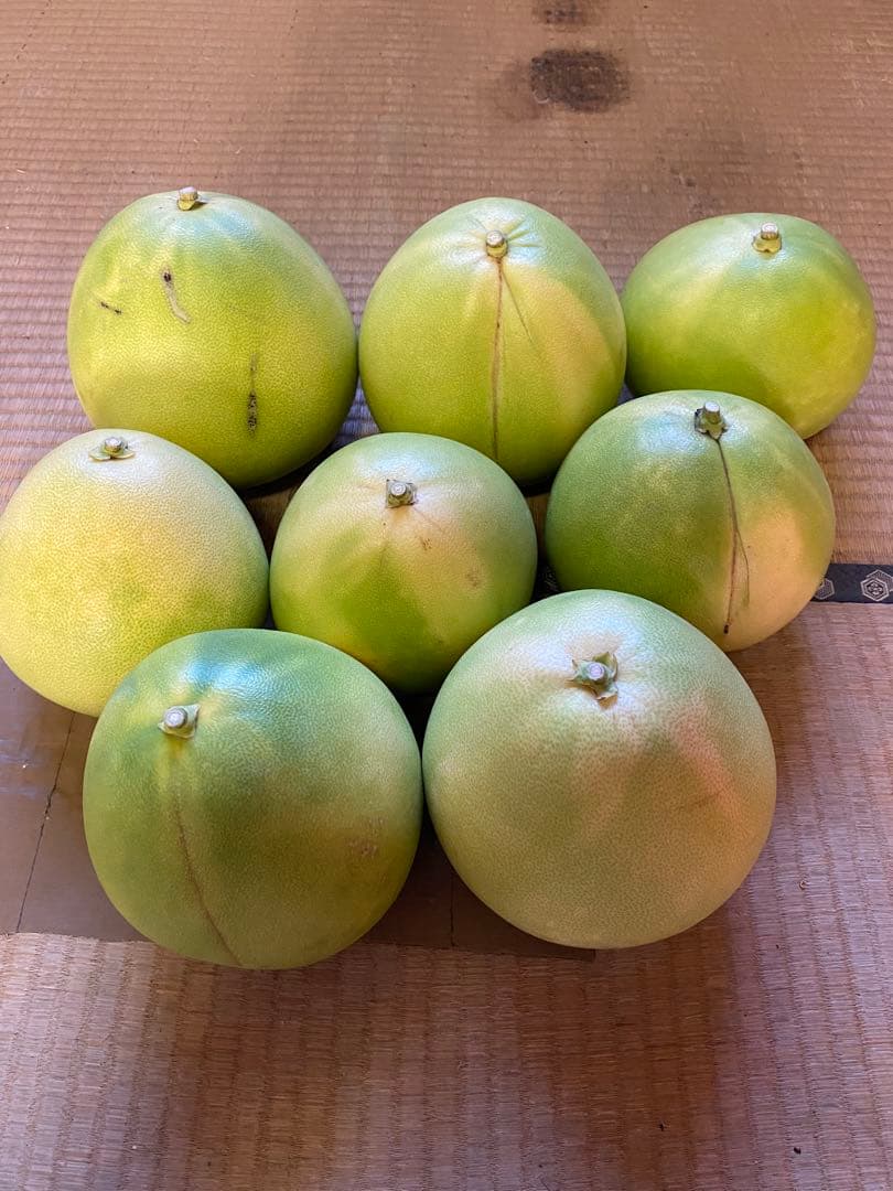 チャンドラポメロ　訳あり　20kg