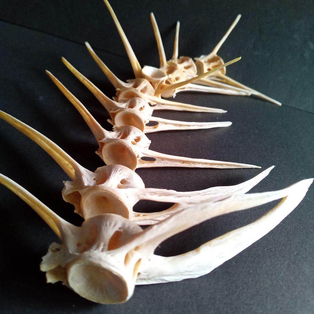 骨格　標本　魚類　ナポレオンフィッシュ　脊椎骨