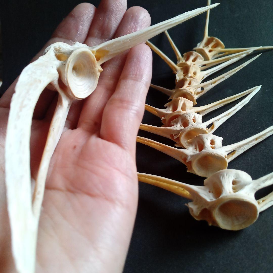 骨格　標本　魚類　ナポレオンフィッシュ　脊椎骨