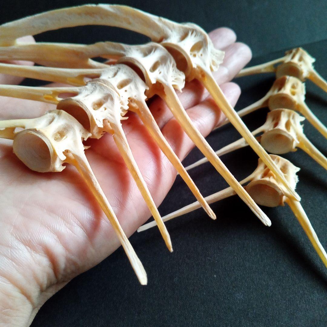 骨格　標本　魚類　ナポレオンフィッシュ　脊椎骨