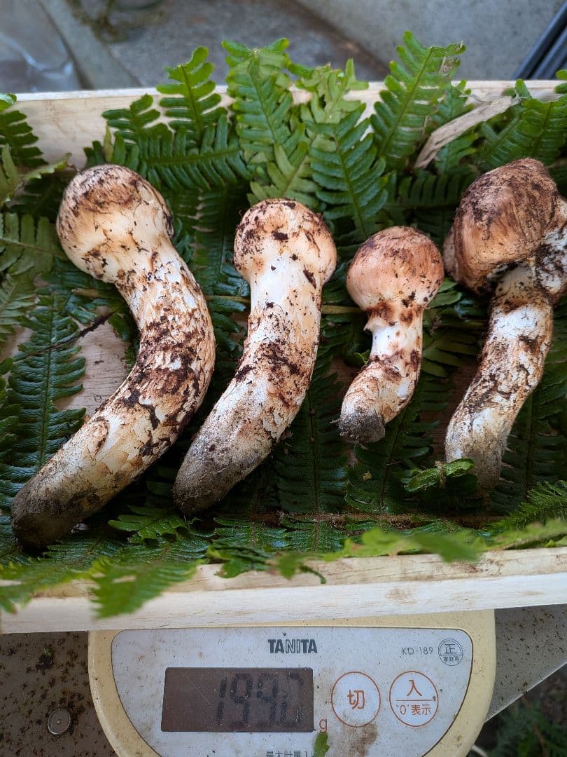 長野県産 松茸 195g 10月21日 採り※シモフリ・クリタケ少し