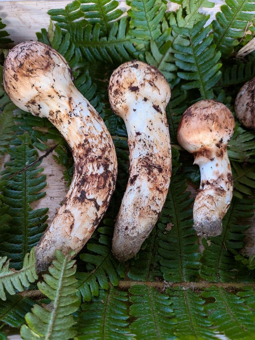 長野県産 松茸 195g 10月21日 採り※シモフリ・クリタケ少し