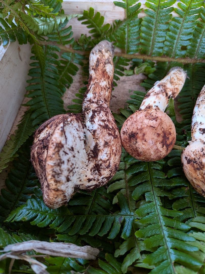 長野県産 松茸 195g 10月21日 採り※シモフリ・クリタケ少し