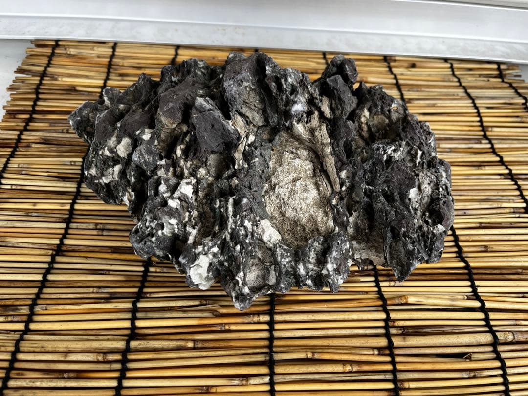 佐治石〈29〉【Taiyoメダカ】