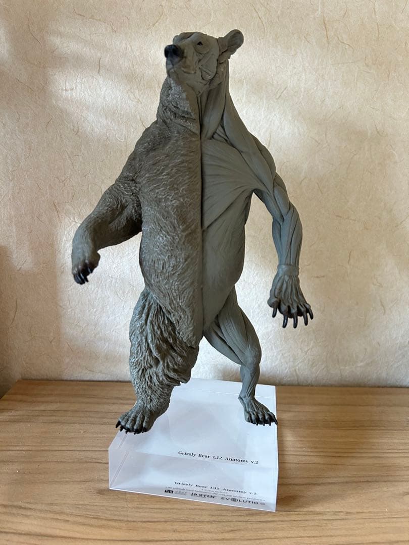 VM anatomy Grizzly Bear 1:12 クマ　熊　フィギュア