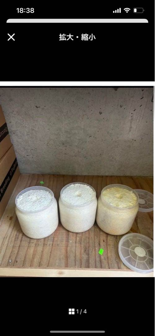 カワラ菌糸瓶1100 10本セット特価最終値引き