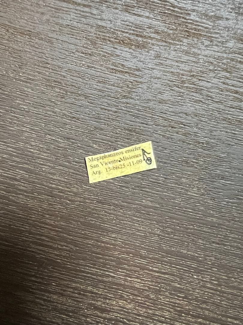 エンシフェルオオニジダイコク　昆虫標本