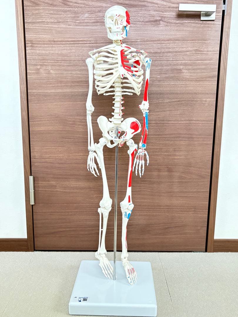小型全身骨格模型 ショーティー・1/2縮尺型全身骨格モデル　筋・起始停止色表示