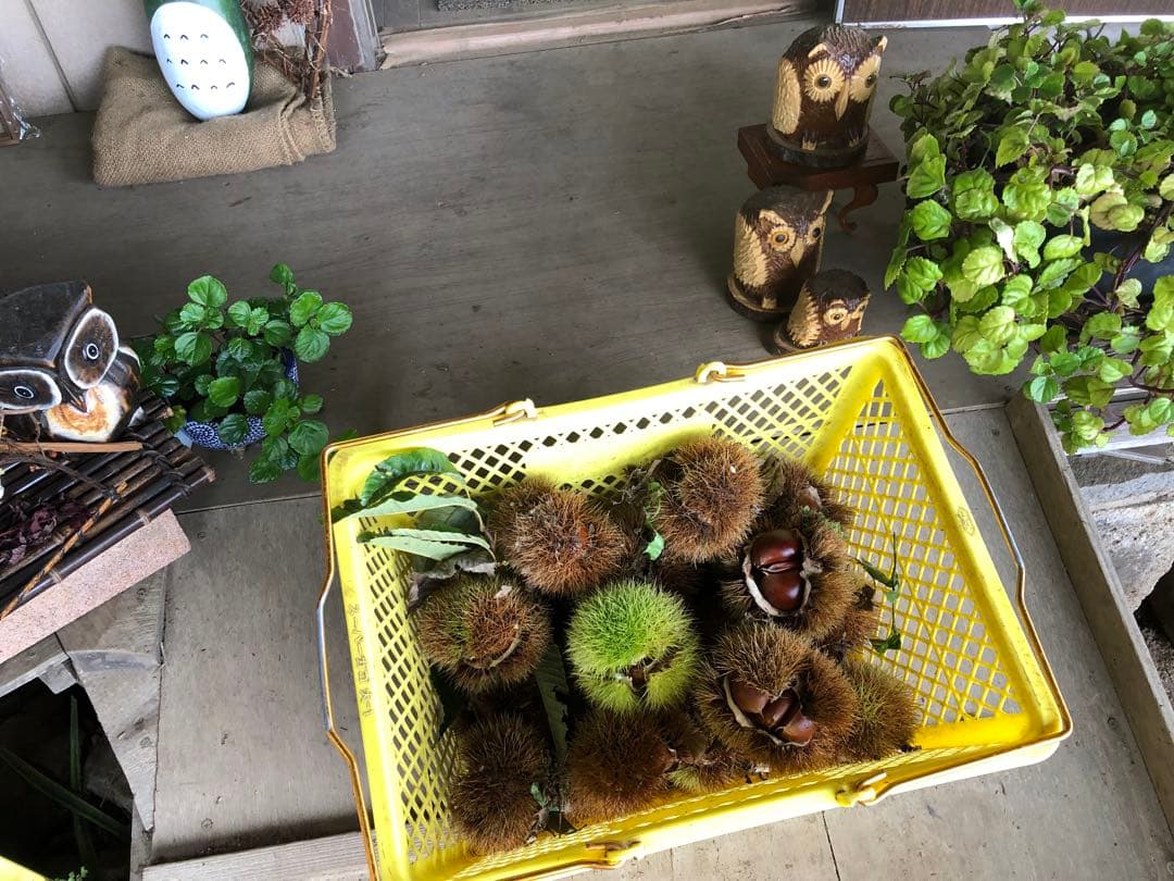 【新月様ご依頼分】専用大粒②ネット＋むき栗②＋手書きクール便＋北海道送料1460