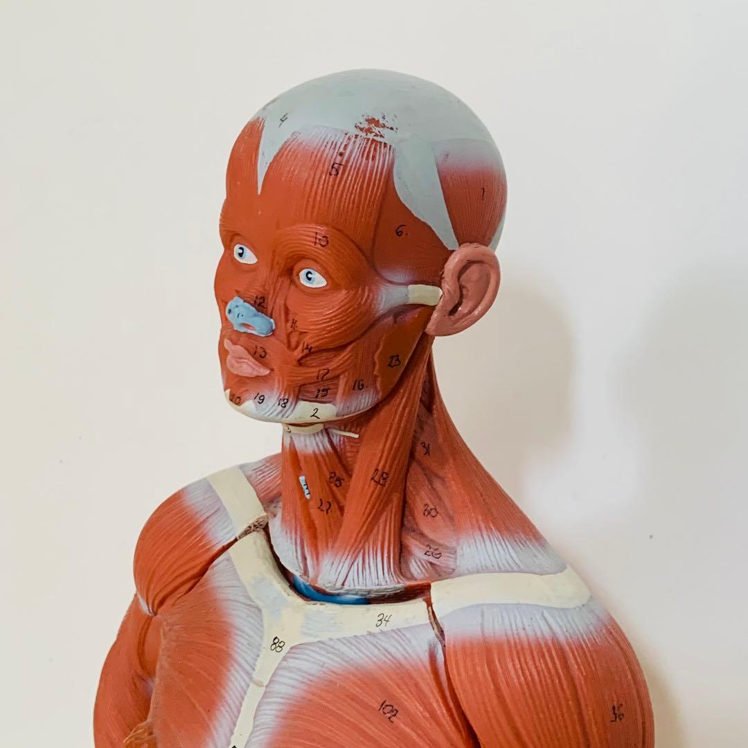 3B scientific 筋肉解剖 模型 1/4倍大・2分解モデル 人体模型