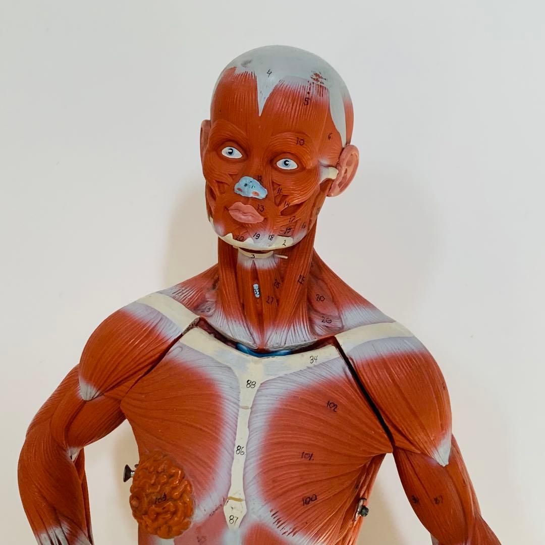 3B scientific 筋肉解剖 模型 1/4倍大・2分解モデル 人体模型