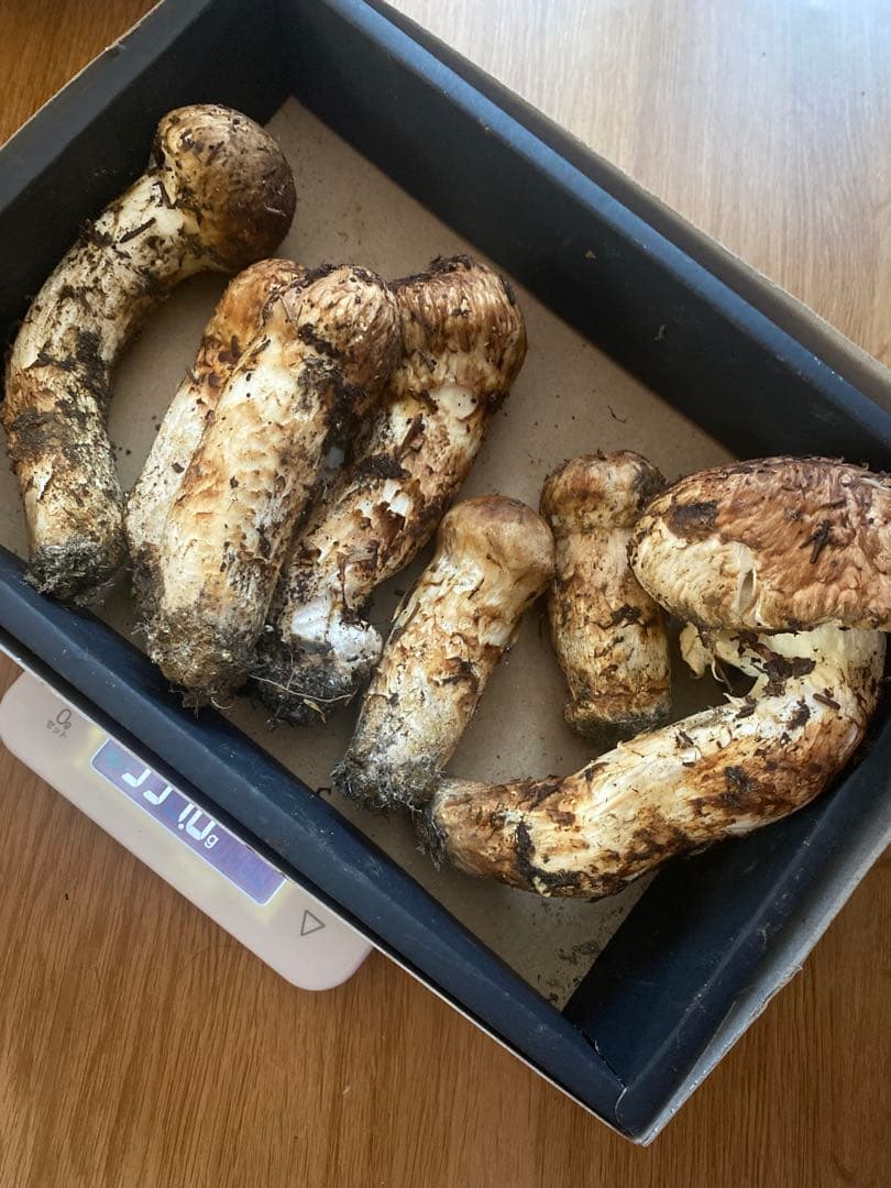 本日採れ　330g 北海道松茸　送料込み クール便