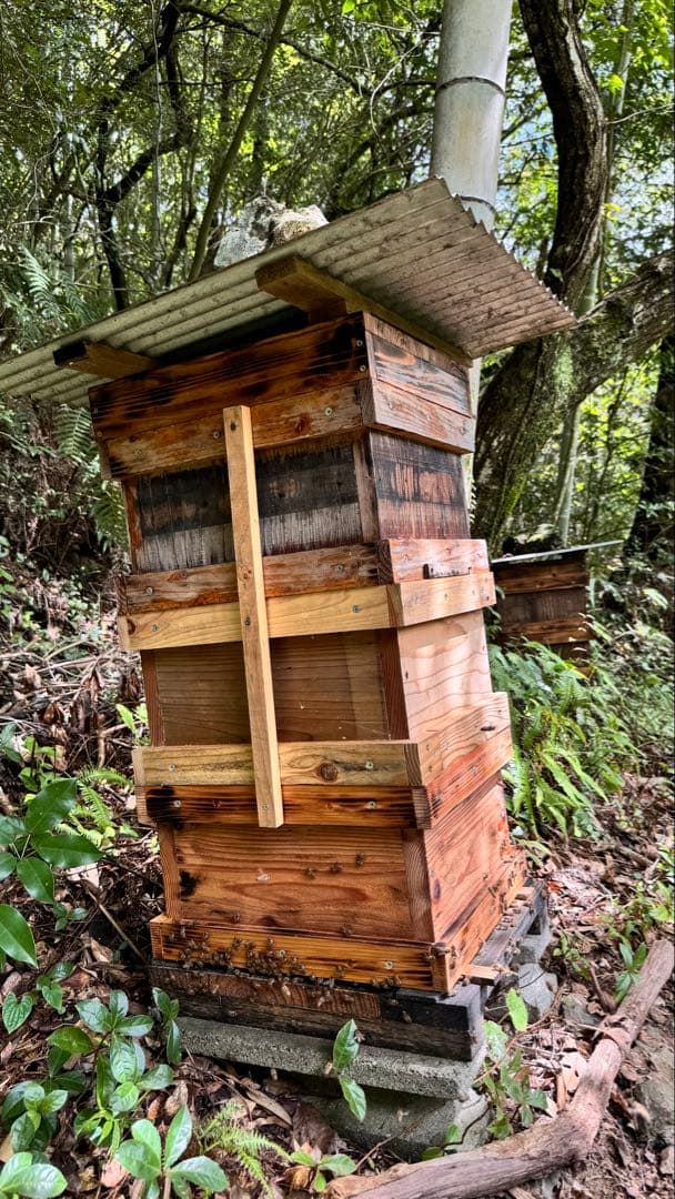 高知県産　生百花蜜　生はちみつ　無添加　非加熱　日本蜜蜂　生きた酵素