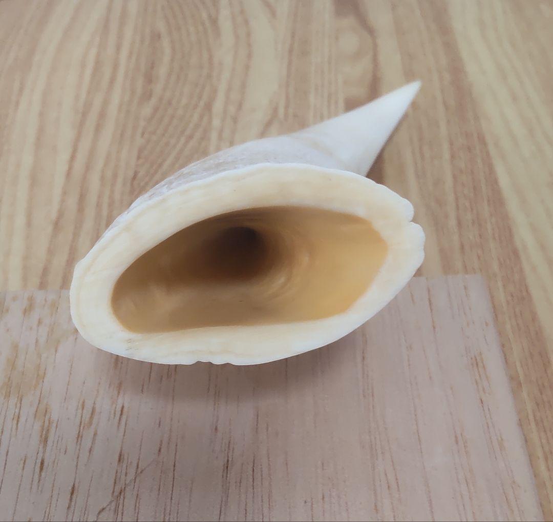 マッコウ鯨の歯 彫刻 　龍　玉峰