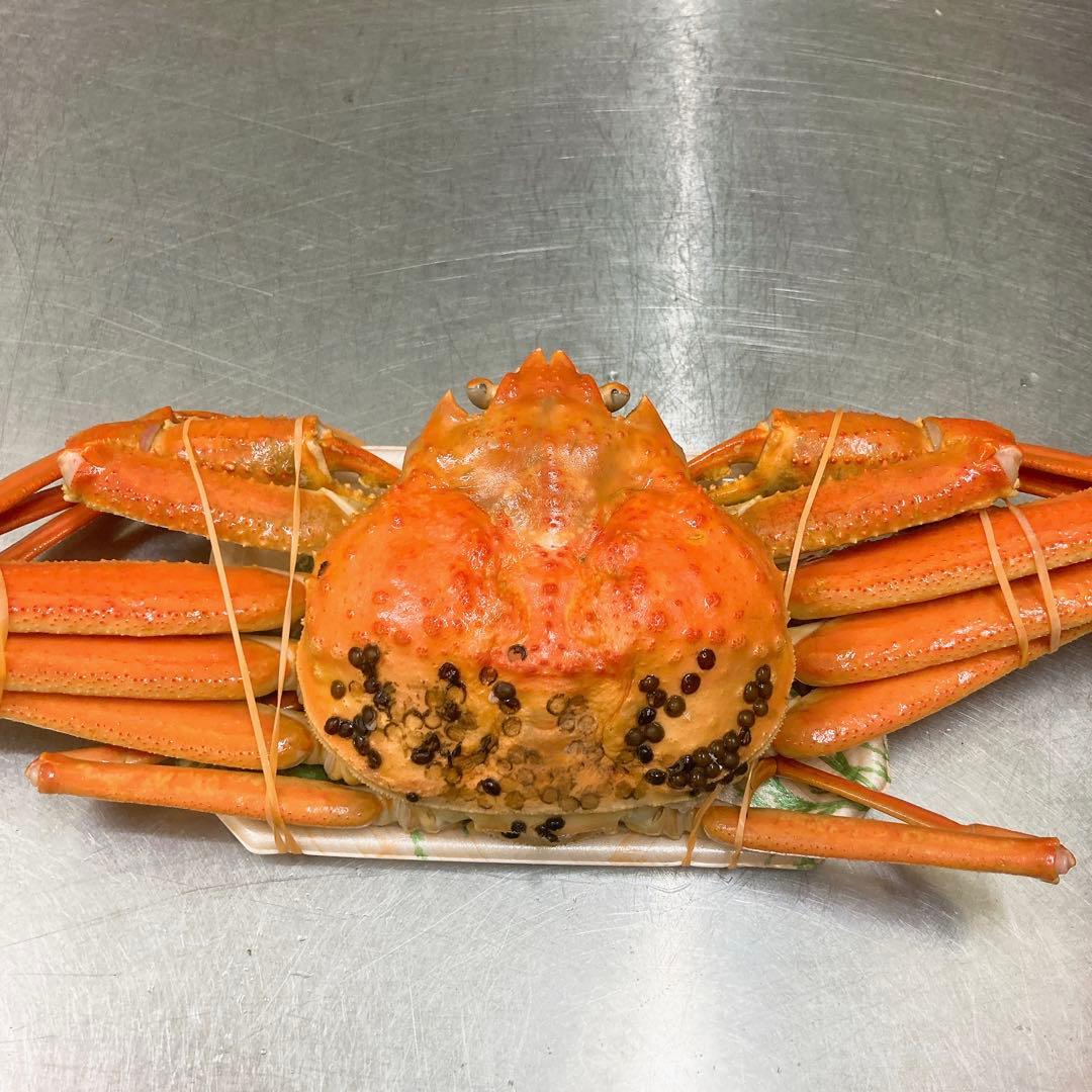 茹でたて発送！解禁！【８００ｇアップ１ハイ】越後・本ズワイカニ