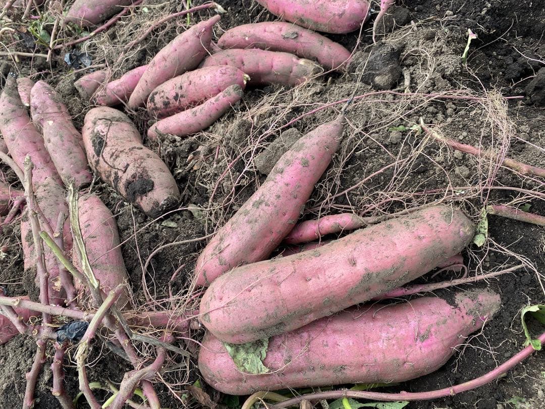 紅はるか・焼き芋サイズSML混合300キロ・茨城県那珂市産・業者様・焼き芋屋に♪