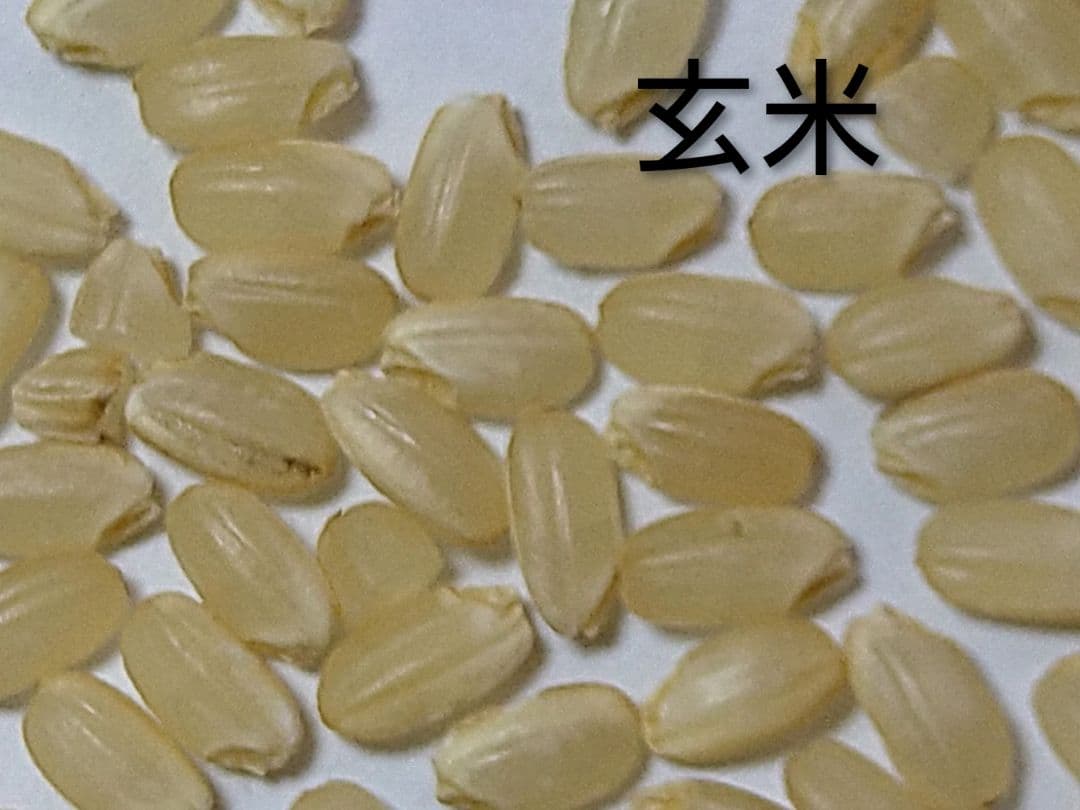 特別栽培米ひとめぼれ９kg　米粒成長期の農薬不使用、化学肥料半減