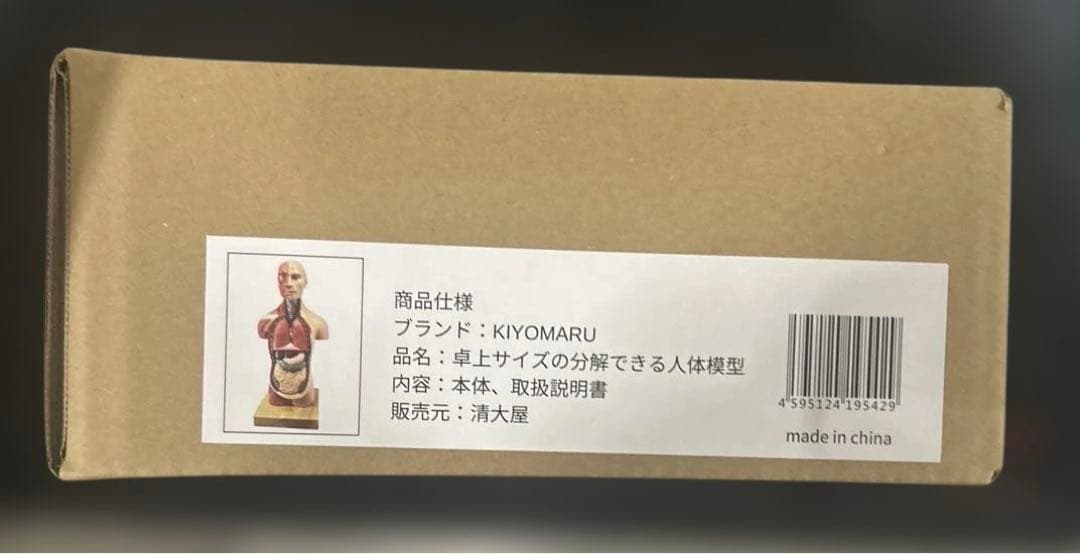 KIYOMARU 24cm解剖人体模型
